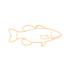 Animal Families Orders Freshwater Fish Icon Svg Vector, Free Vectors File